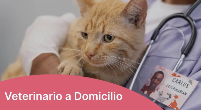 Veterinario a Domicilio